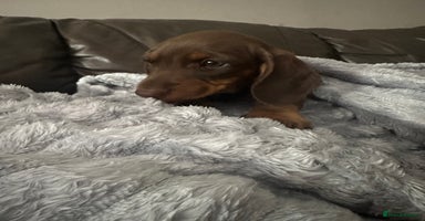 Miniature Dachshund dogs - Advert 1