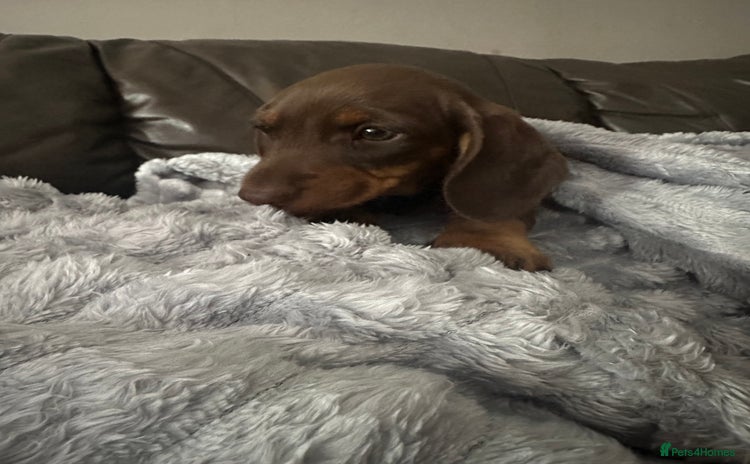 Miniature Dachshund dogs - Advert 3