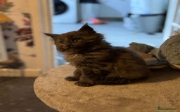 Maine Coon cats for sale: Registered TICA Blue Smoke Maine Coon Kittens - Image 5