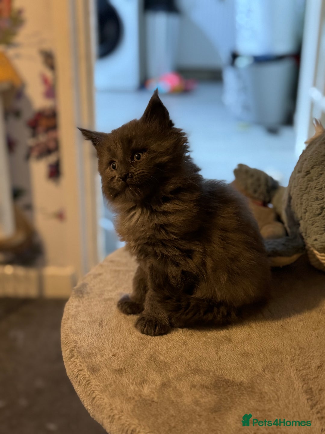 Maine Coon cats for sale: Registered TICA Blue Smoke Maine Coon Kittens - Image 5