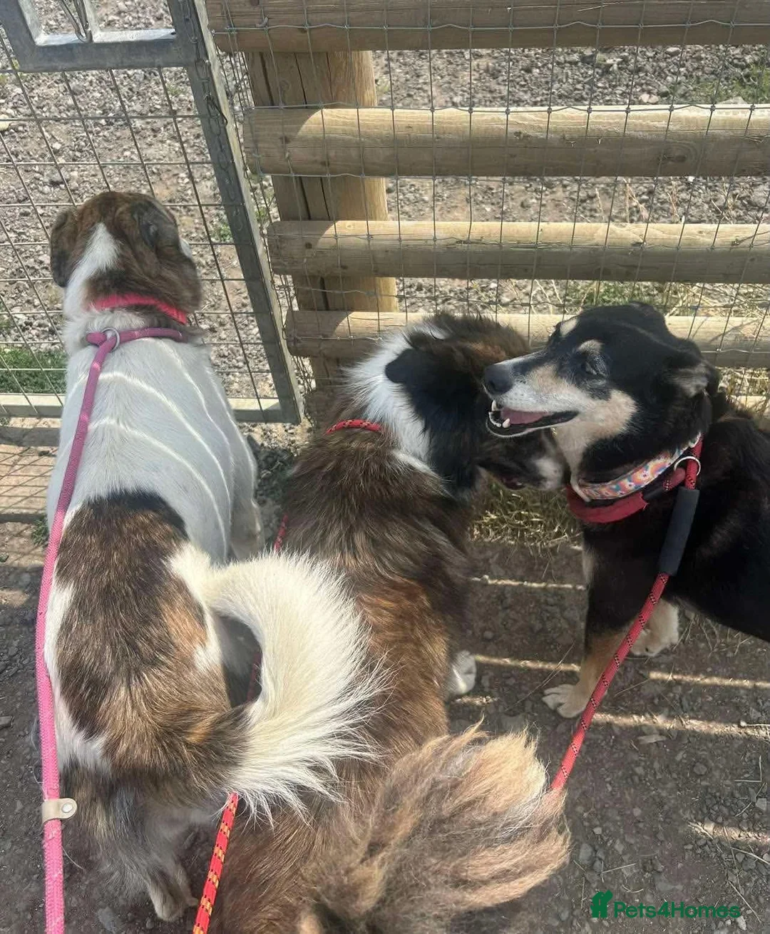 Mixed Breed dogs for adoption: 🌸 FLO - Now is her time to bloom🌸 in Worcester - Advert 13