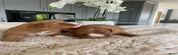 Nova Scotia Duck Tolling Retriever dogs for sale: Fantastic nova pups  - Advert 1