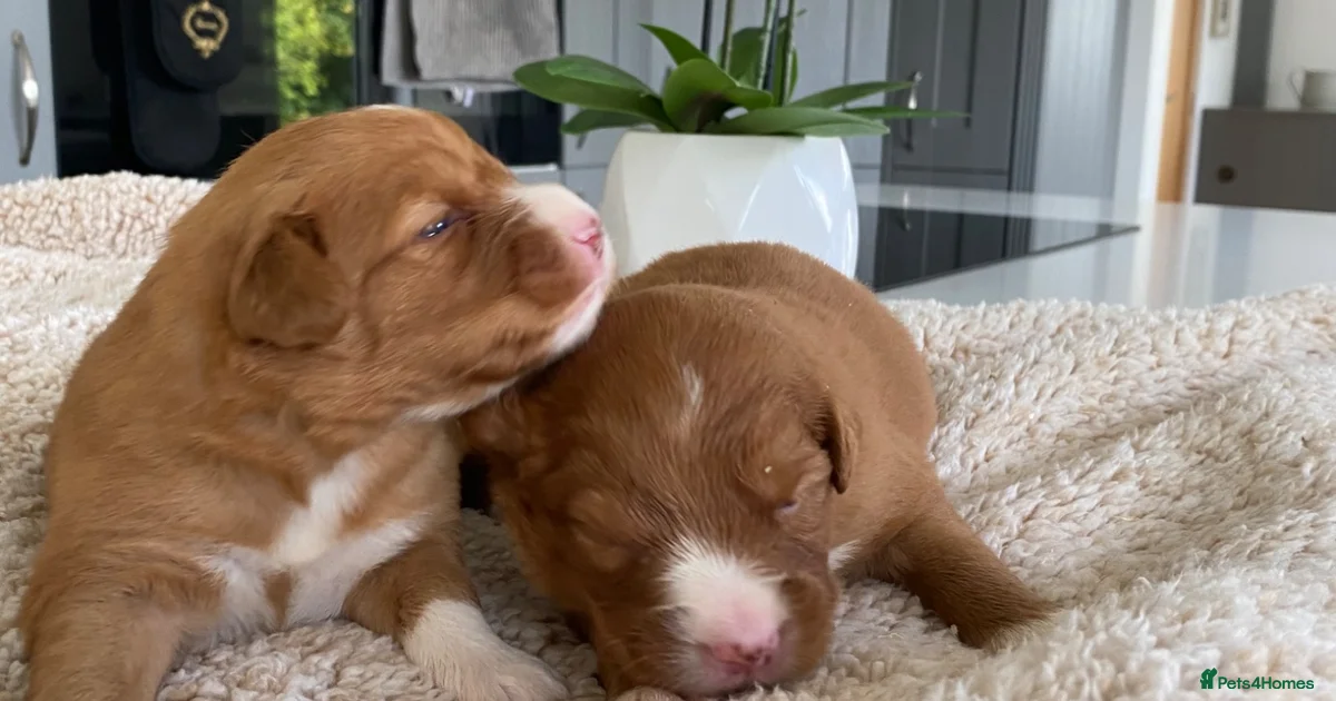 Pets For Home Nova Scotia Duck Tolling Retriever Puppies For Sale pets-for-home-nova-scotia-duck-tolling-retriever-puppies-for-sale