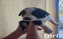 Border Collie dogs for sale: Border collie puppies  - Image 3