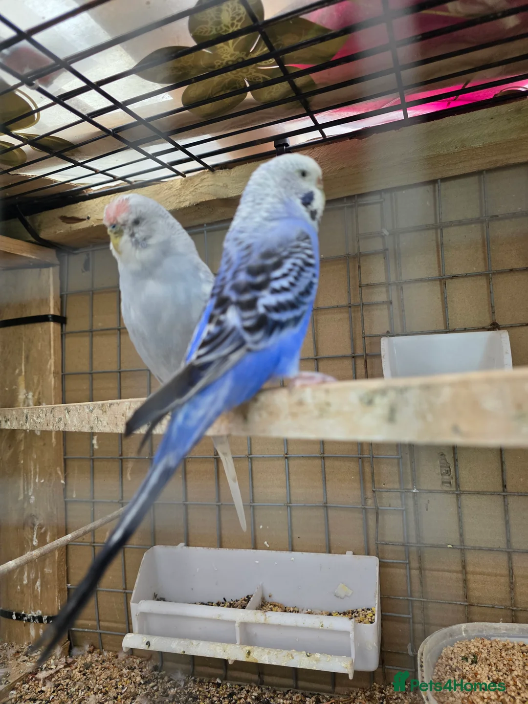 Budgerigars birds for sale: Budgies and guliden finch  - Advert 8