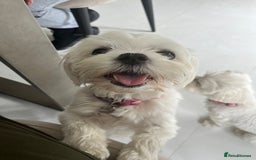 Maltese dogs for sale: KC Reg Korean Maltese girls - Image 39
