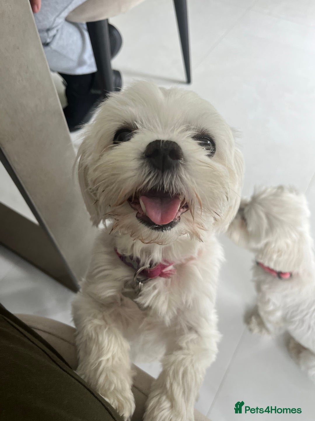 Maltese dogs for sale: KC Reg Korean Maltese girls - Image 39