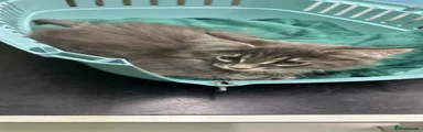 Maine Coon 2