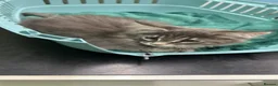 Maine Coon cats for sale: Beautiful Mainecoon kittens - Advert 11