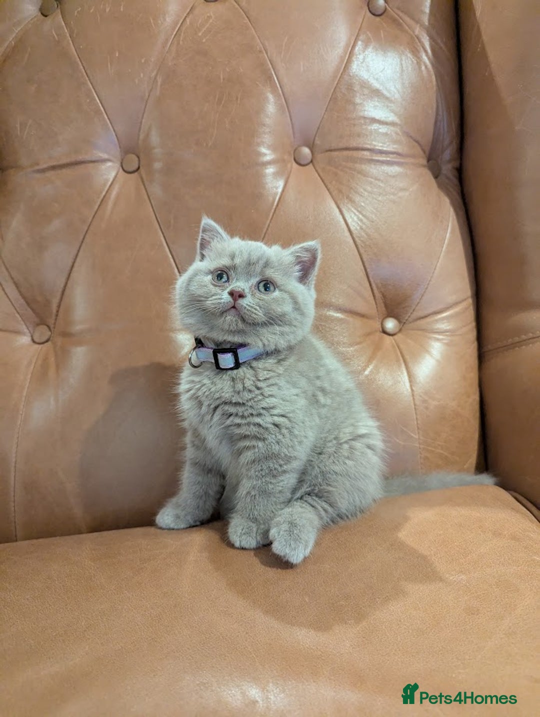 British Shorthair cats for sale: British Shorthair kittens - Advert 5