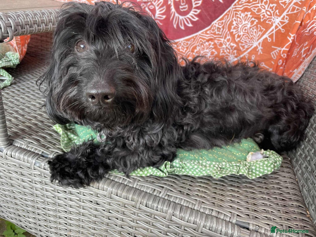 Mixed Breed dogs for adoption: Percy - Hingham Norfolk  - Image 2