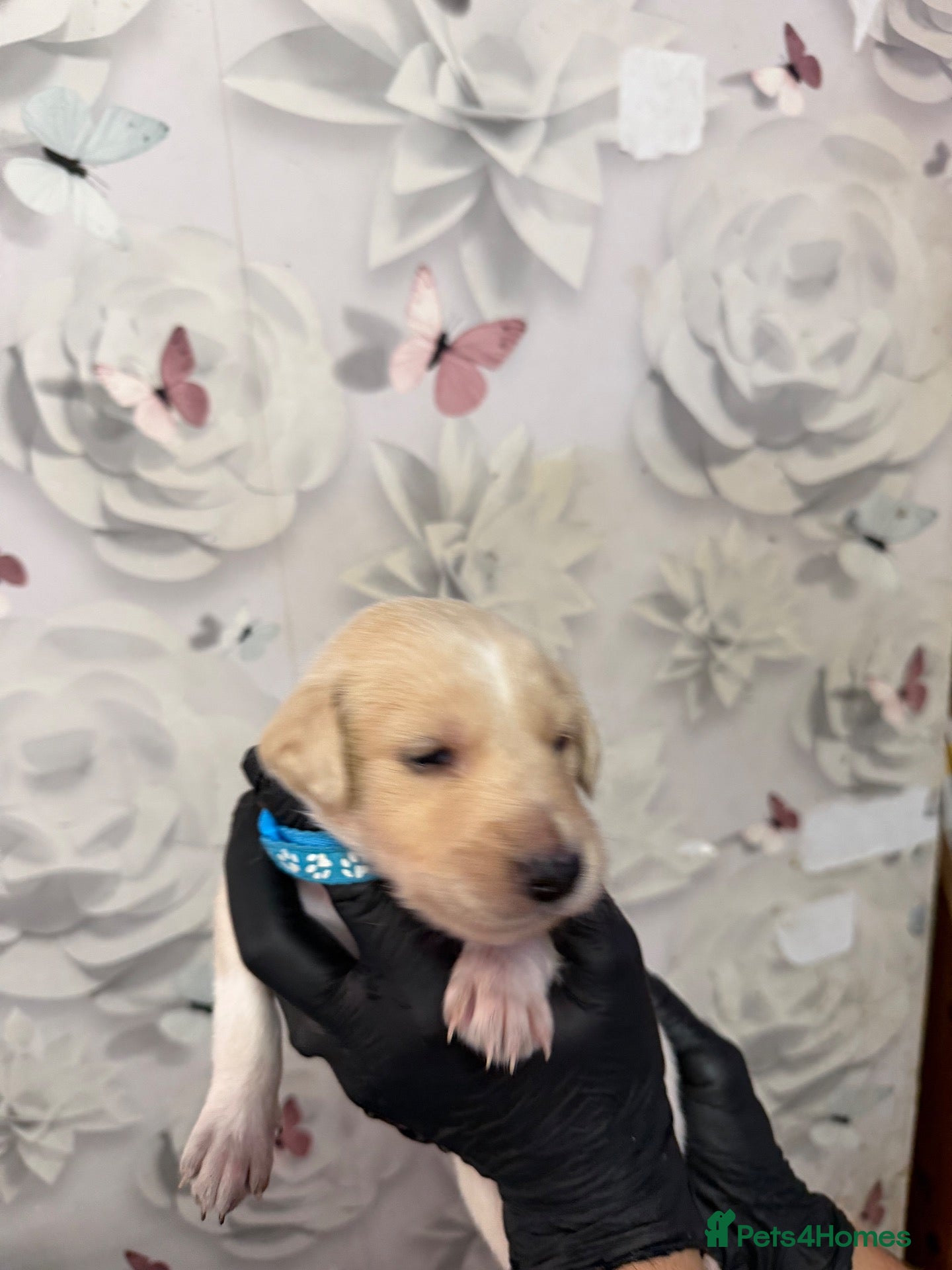 Saluki dogs *ONLY 2 BOYS LEFT* DWKC registered Saluki puppies. - Advert 12