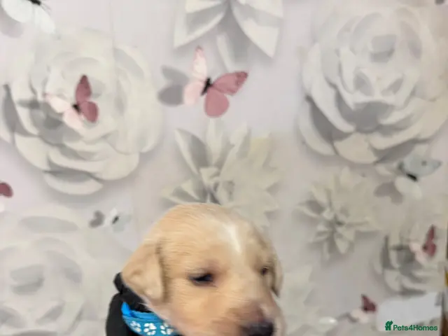 Saluki dogs for sale: *ONLY 2 BOYS LEFT* DWKC registered Saluki puppies. - Advert 3