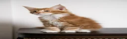 Maine Coon cats for sale: 5 Beautiful Russian Import Kittens TICA - Advert 16