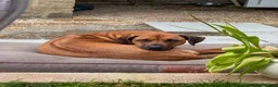Rhodesian Ridgeback dogs for sale: Wait List Open - Safely Arrived 14th June - Advert 10