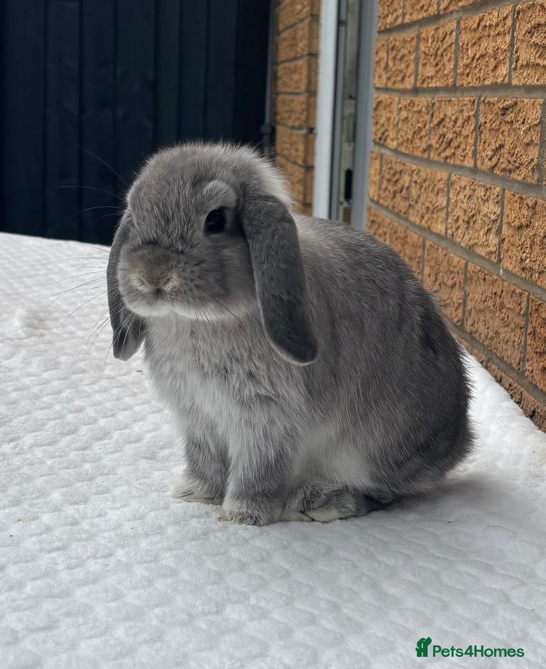 Mini Lop rabbits for sale: Beautiful Vaccinated young mini lop girl - Image 3