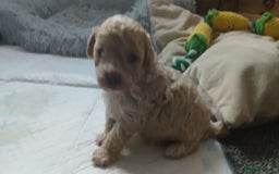 Maltipoo dogs for sale: Malitpoo  puppies  for sale in Canterbury - Image 24