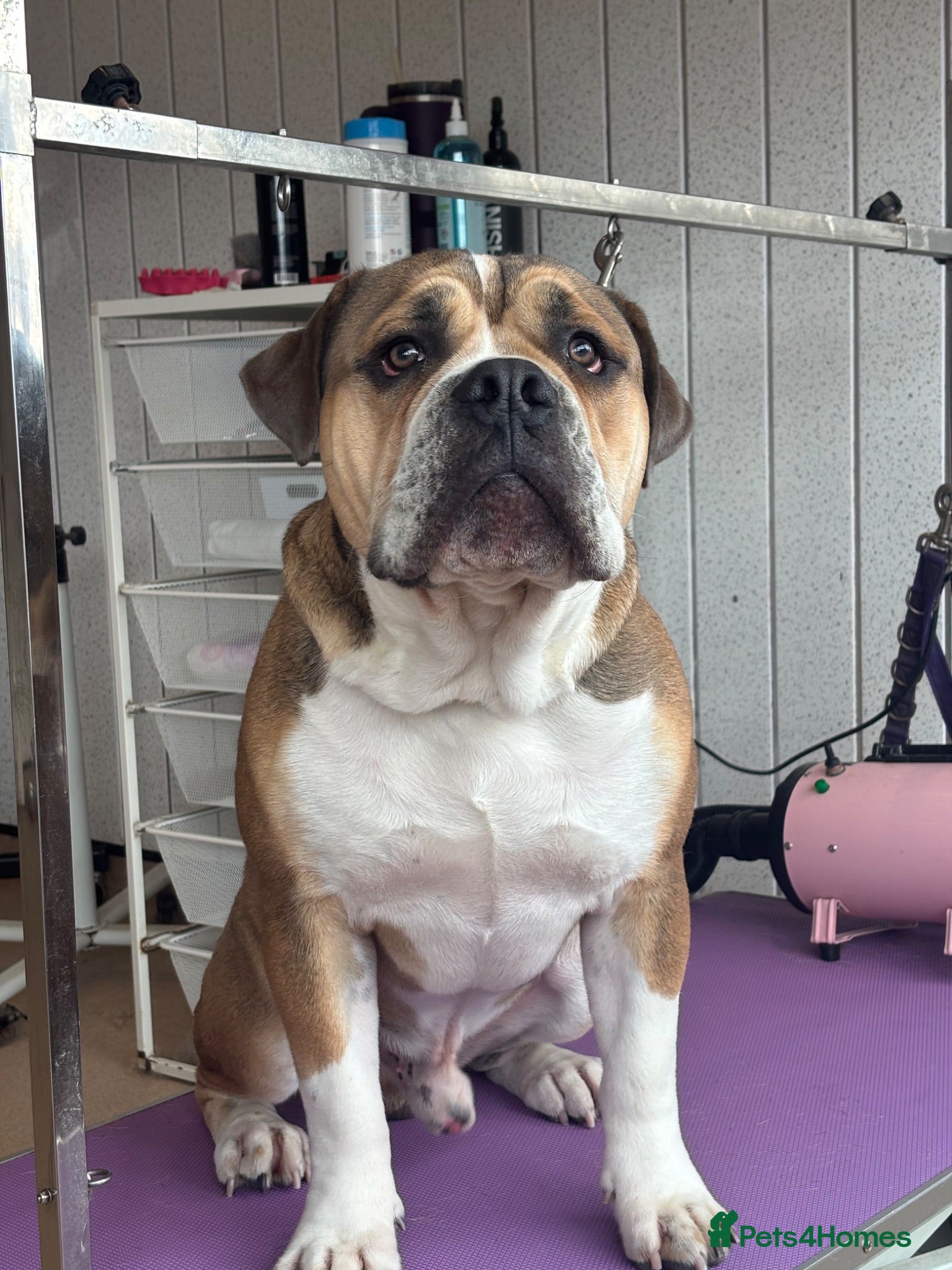 Dorset Olde Tyme Bulldogge dogs Rocky  - Advert 1
