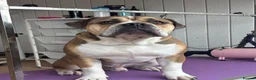 Dorset Olde Tyme Bulldogge dogs for stud: Rocky  in Halifax - Advert 1