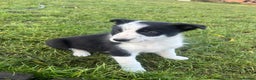 Border Collie dogs for sale: Border collie puppy’s blue merle - Advert 7