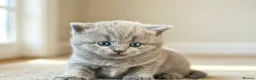 British Shorthair cats for sale: British Shorthair - Advert 10