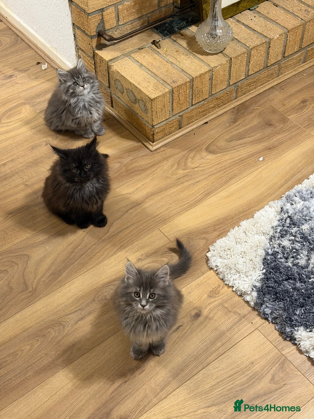 Maine Coon cats for sale: Maine Coon - Advert 14