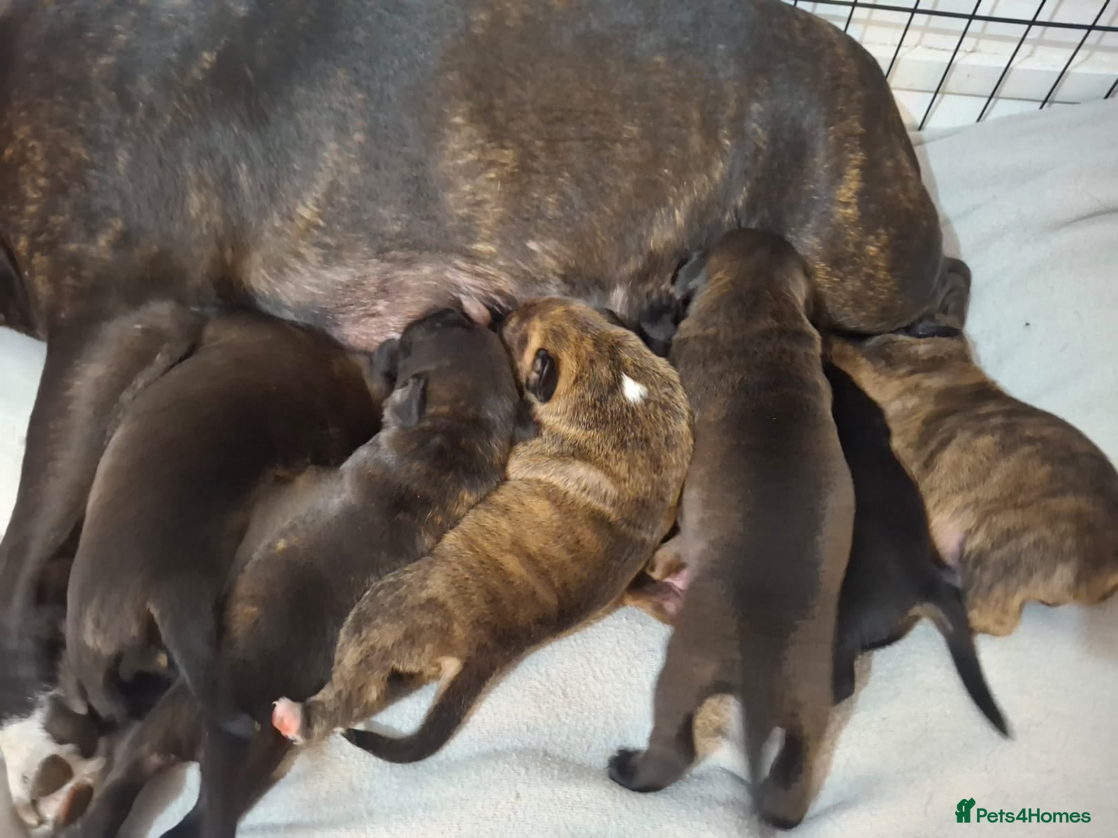 Staffordshire Bull Terrier dogs Beautiful Staffordshire bull terrier pups ❤️🐶 - Advert 2