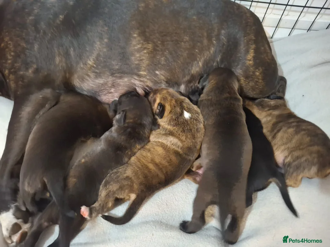 Staffordshire Bull Terrier dogs for sale: Beautiful Staffordshire bull terrier pups ❤️🐶 - Advert 2