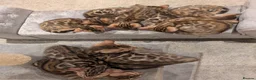 Bengal cats for sale: 🔥✨Pedigree TICA-Registered Bengals - Advert 5