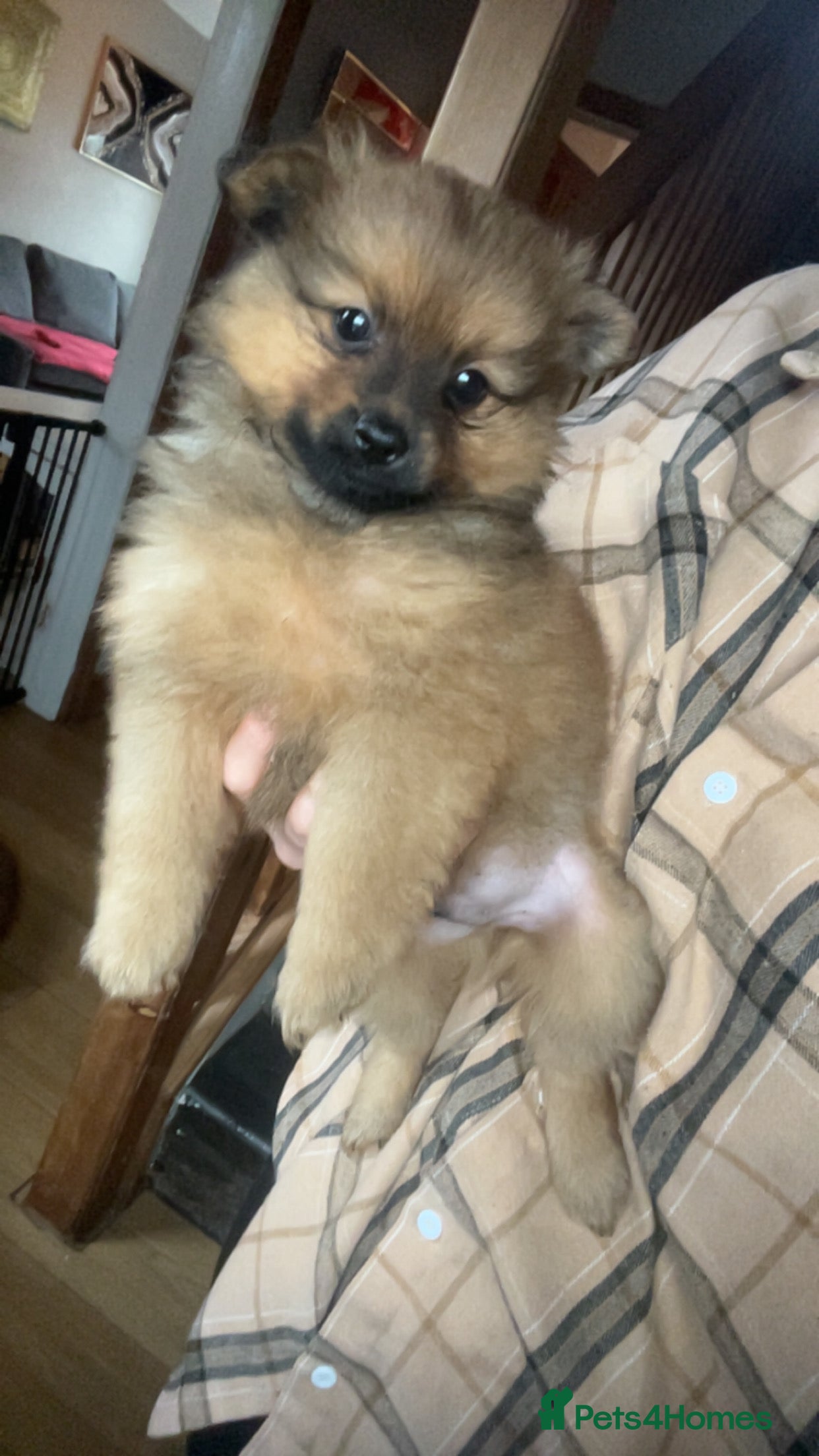 Pomchi dogs Pomeranian x pomchi puppys - Advert 11