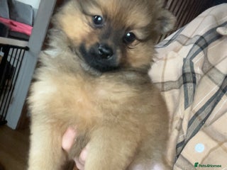 Pomchi dogs Pomeranian x pomchi puppys - Advert 12