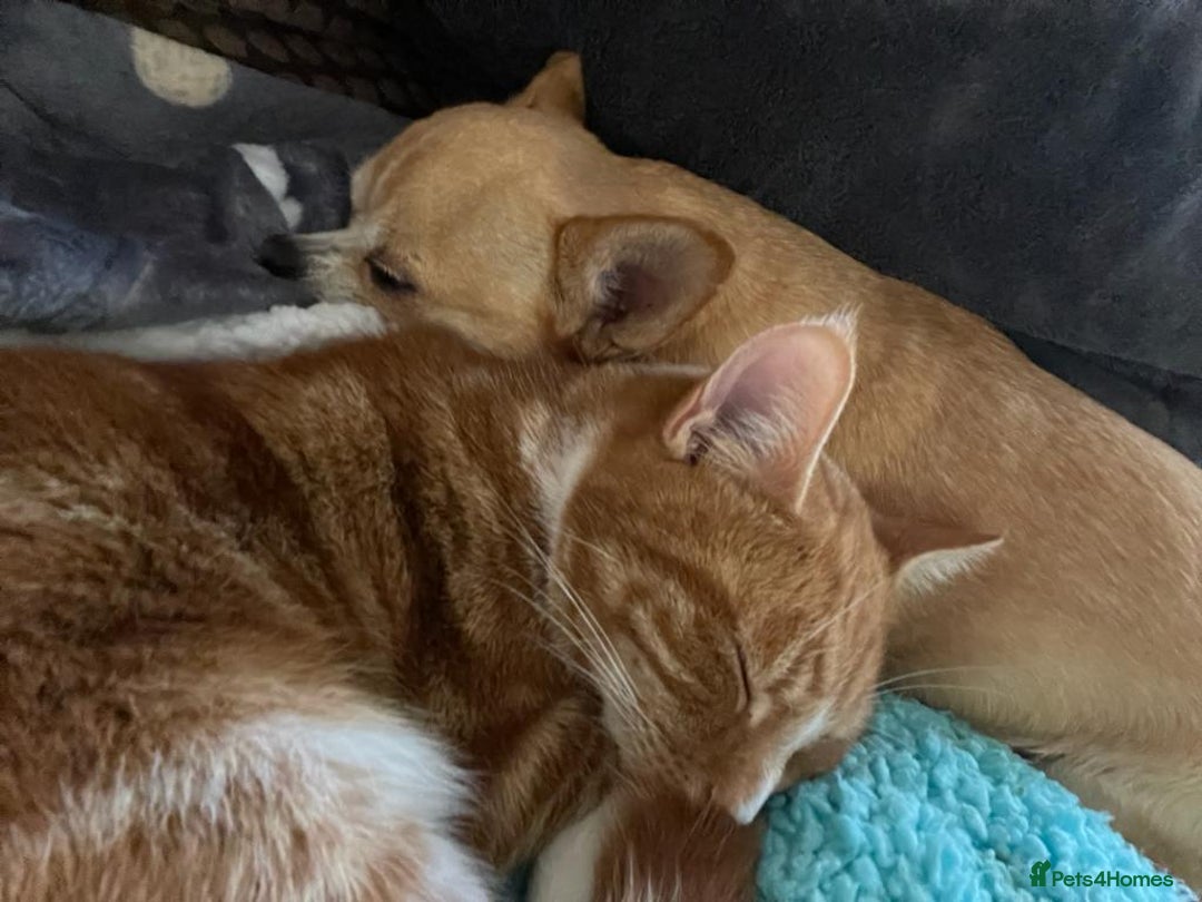 Mixed Breed cats for sale: Ginger neutered males for new home - Image 7