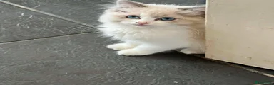 Ragdoll 2