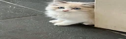 Ragdoll cats for sale: Beautiful Ragdoll kittens! Ready for new homes NOW - Advert 13