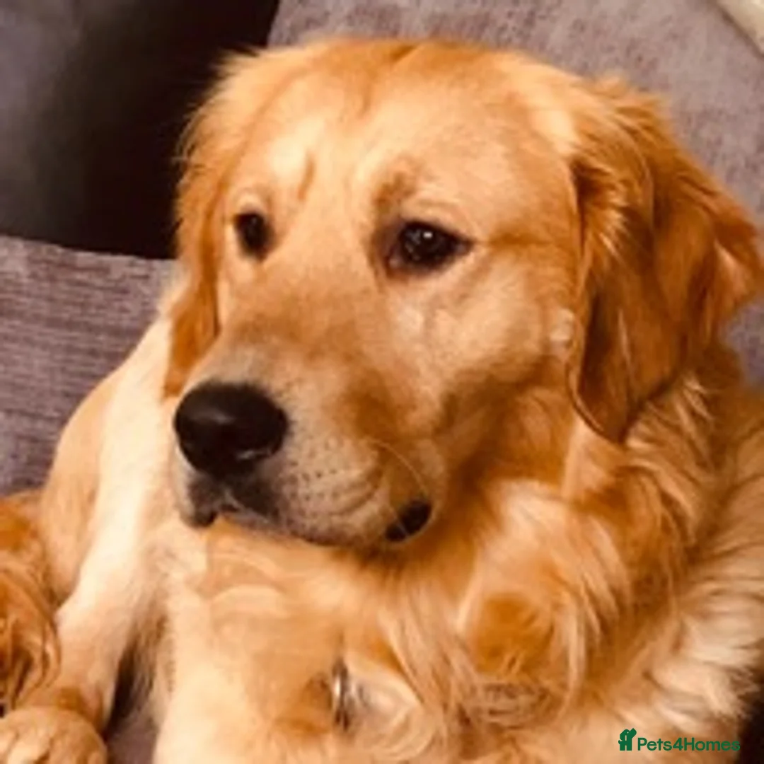 Golden Retriever dogs for stud: stunning golden retriever at stud (health tested) in Bury Saint Edmunds - Advert 2