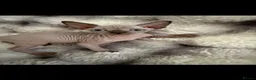 Sphynx cats for sale: Sphynx canadian kittens ready niw  - Advert 8