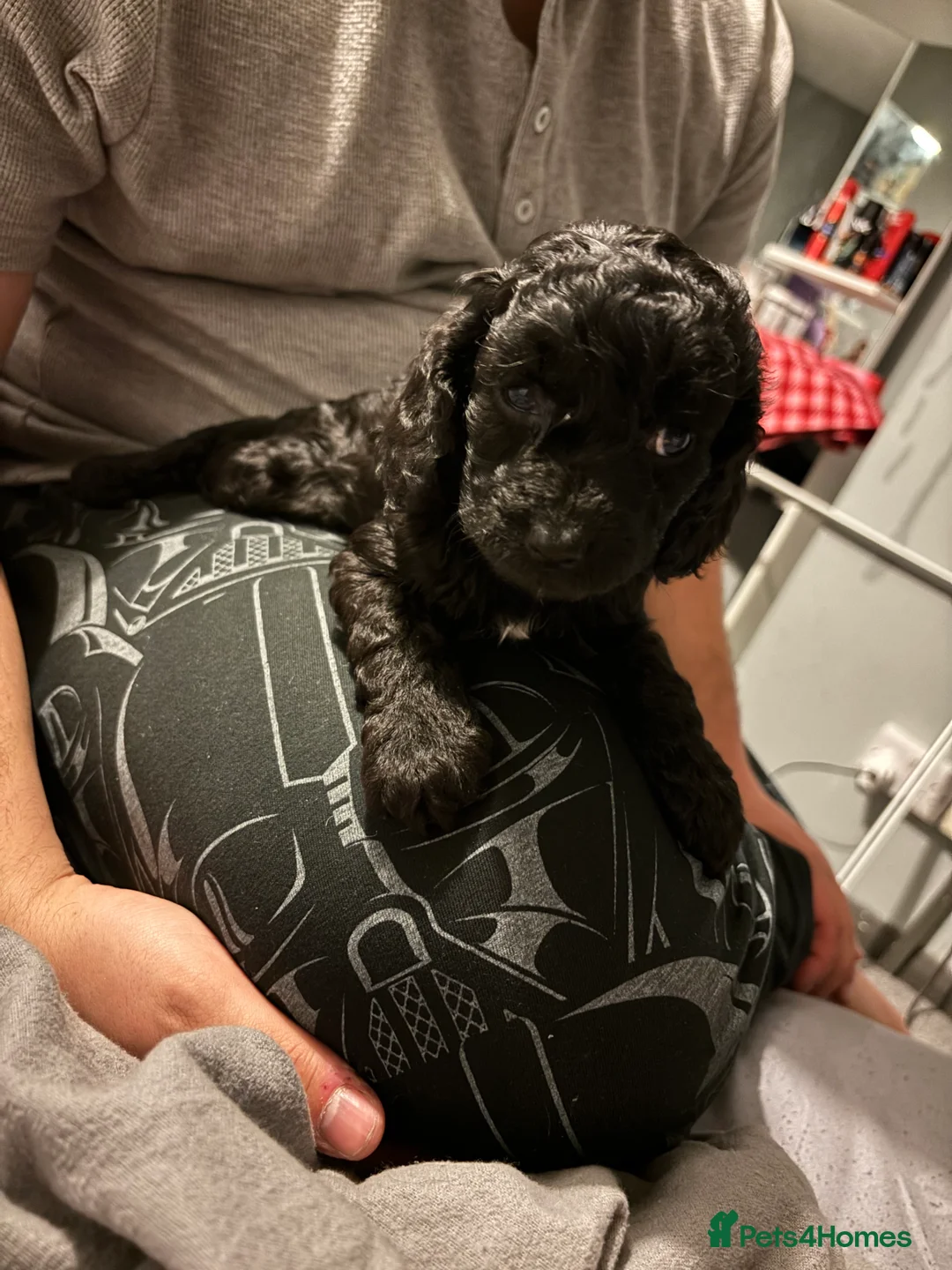 Cockapoo dogs for sale: 7 beautiful Cockapoo puppies  - Advert 2