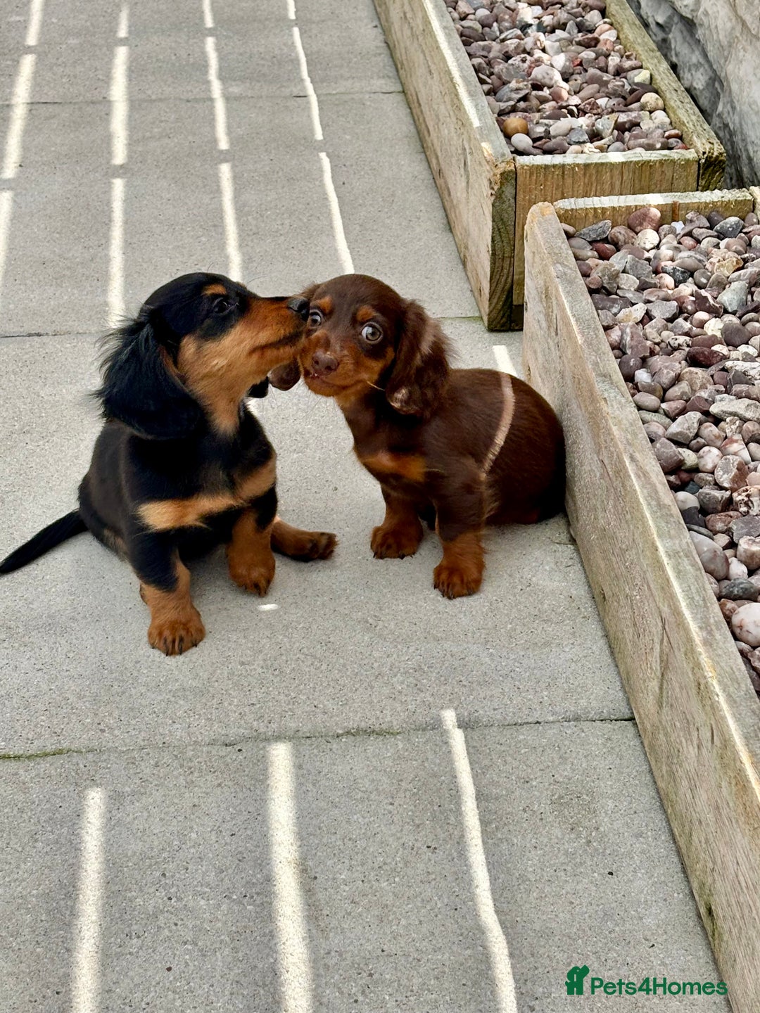 Dachshund dogs for sale: LONGHAIRED MINIATURE DACHSHUND READY NOW - Image 6