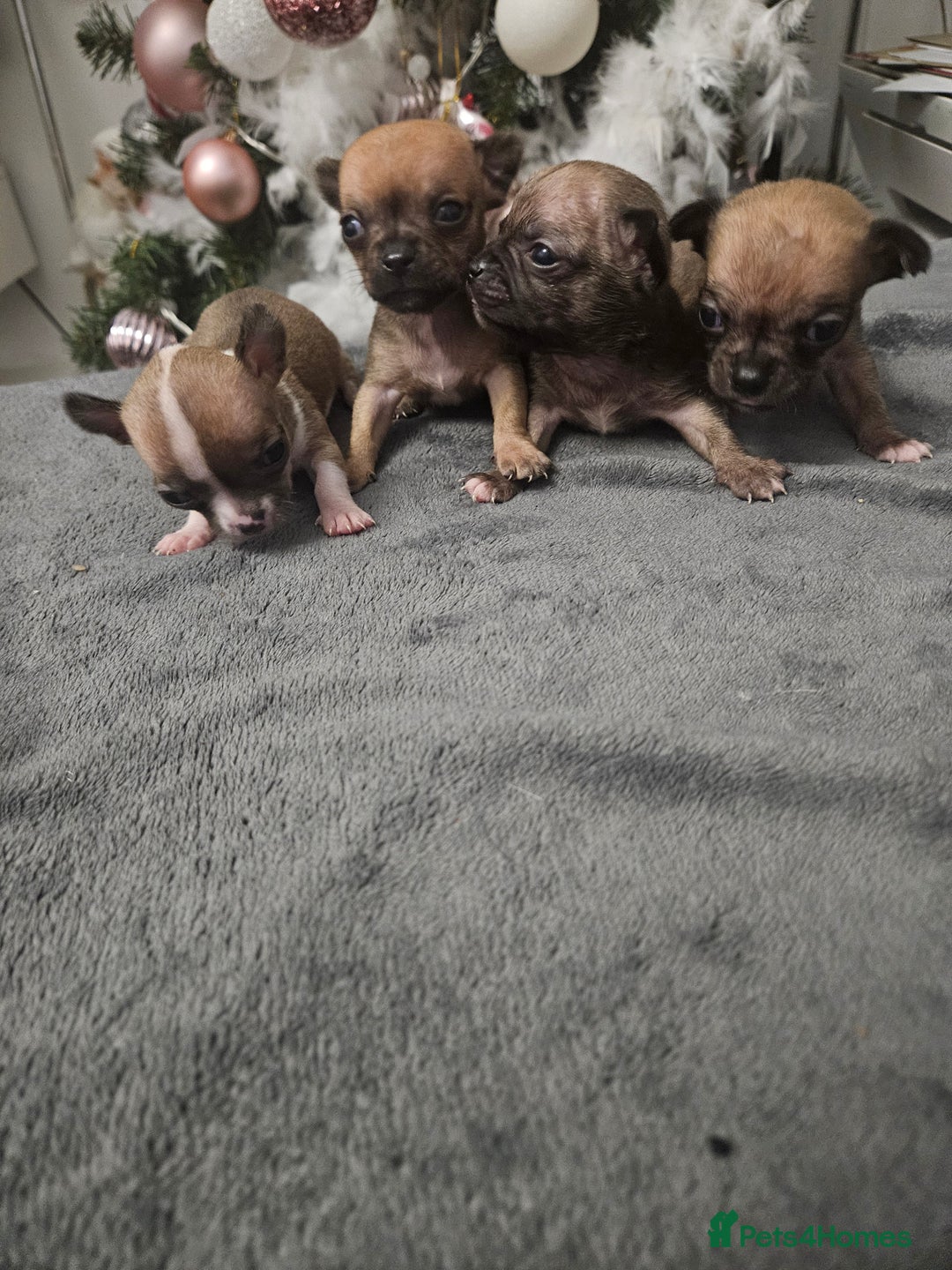 Chihuahua dogs for sale: Adorable Chihuahuas - Advert 3