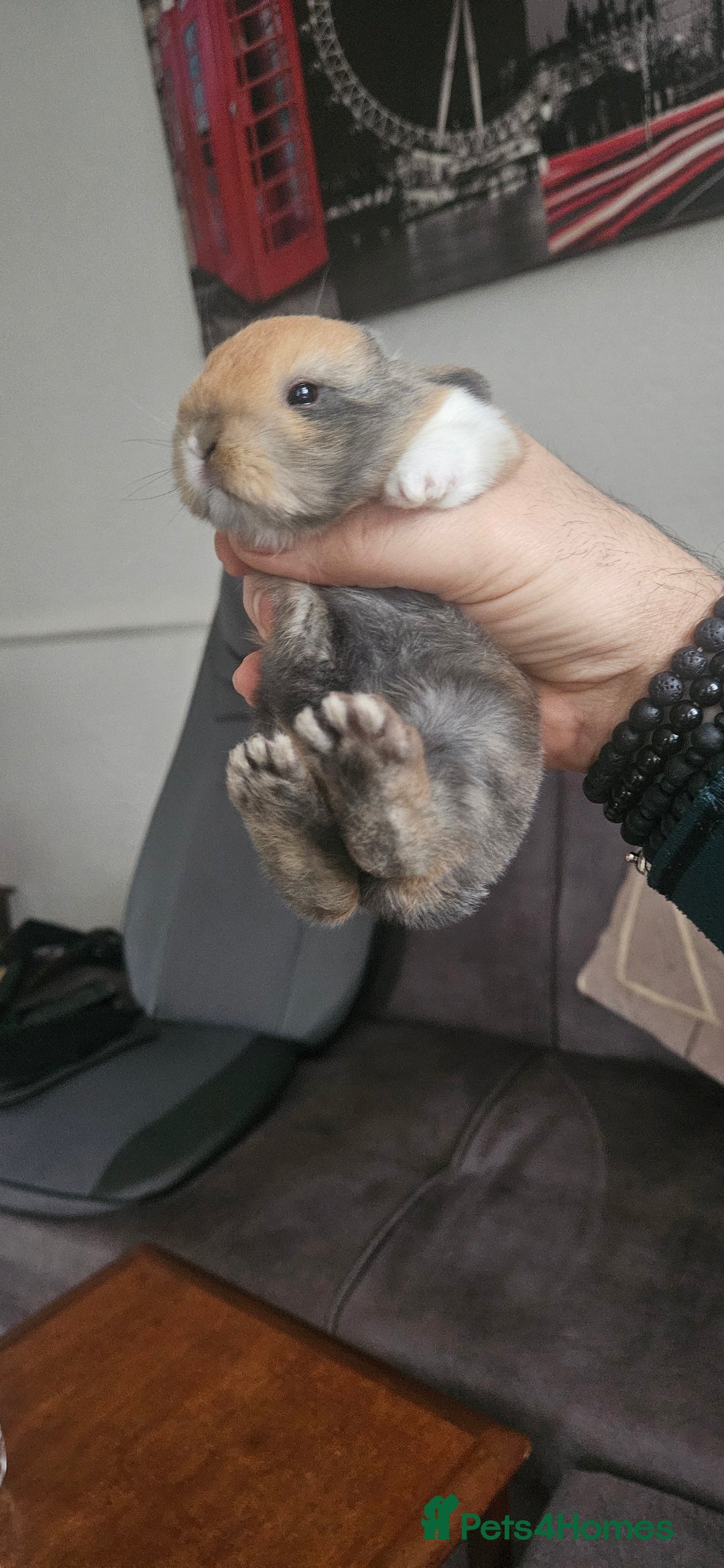 Tri Coloured Dutch rabbits for sale: They are 22 days old and mix Dutch and Rex  - Advert 15