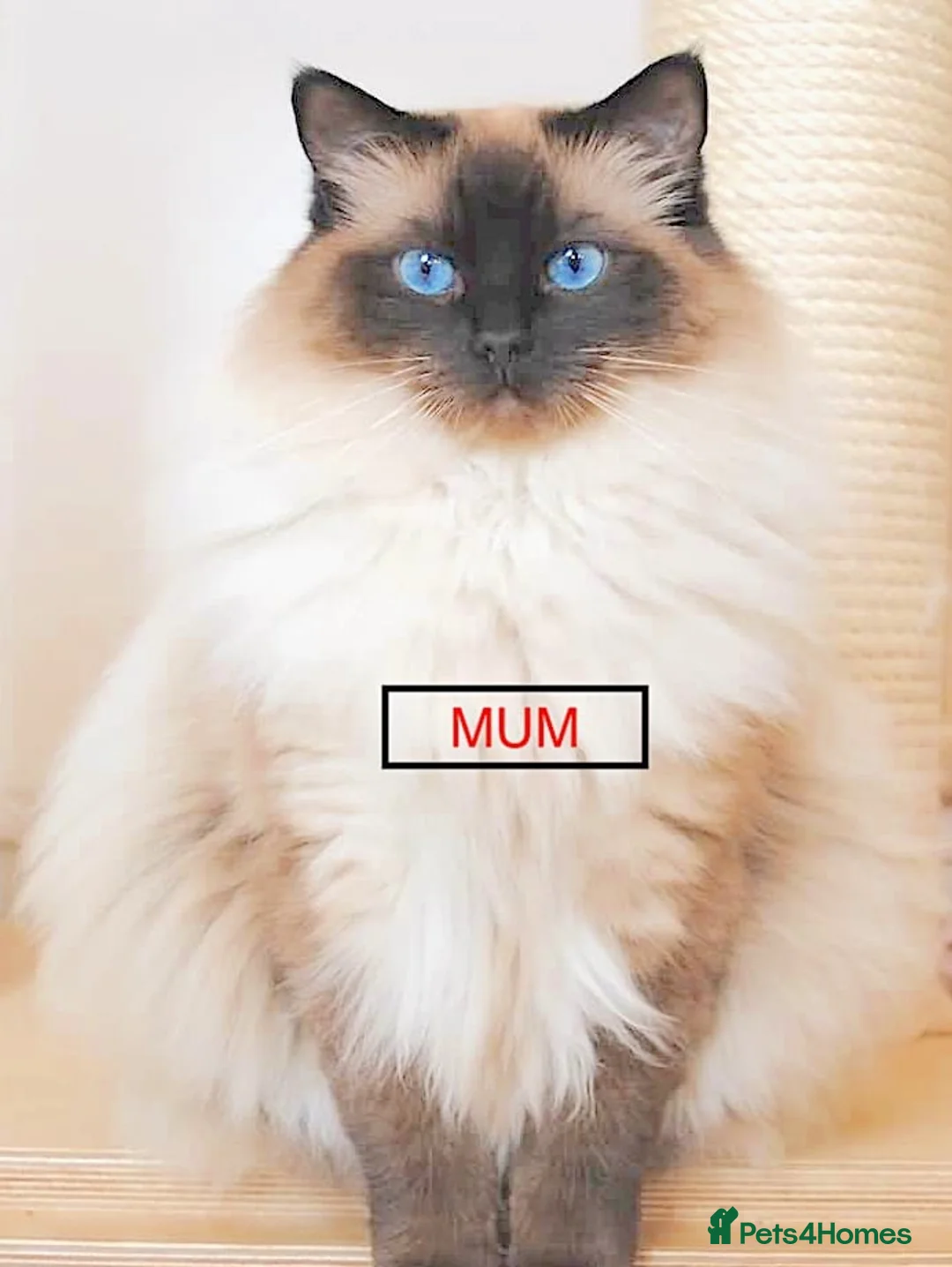 Ragdoll cats for sale: GCCF ACTIVE (FOR BREEDING) SEAL BICOLOUR FEMALE - Advert 29