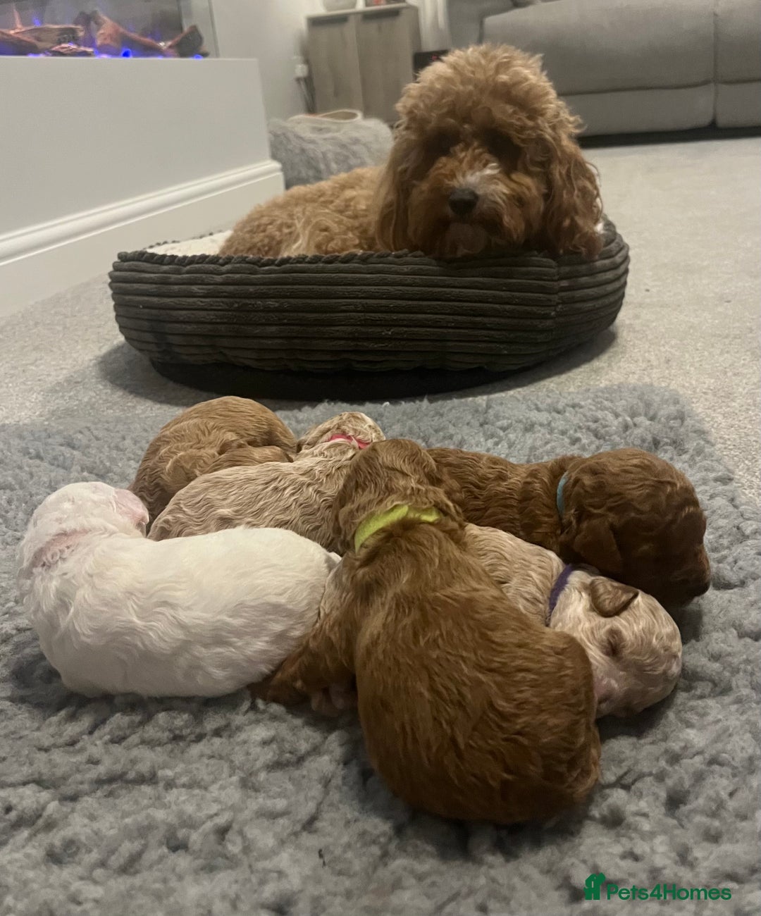 Poochon dogs for sale: Beautiful Poochon puppies for sale  - Advert 18