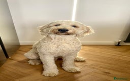 Mixed Breed dogs for sale: Adorable Sheepadoodle Puppies! - Image 2