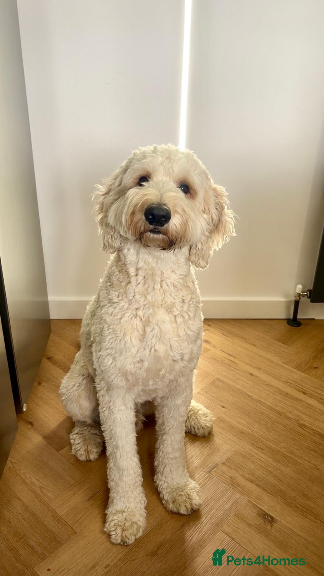 Mixed Breed dogs for sale: Adorable Sheepadoodle Puppies! - Image 2