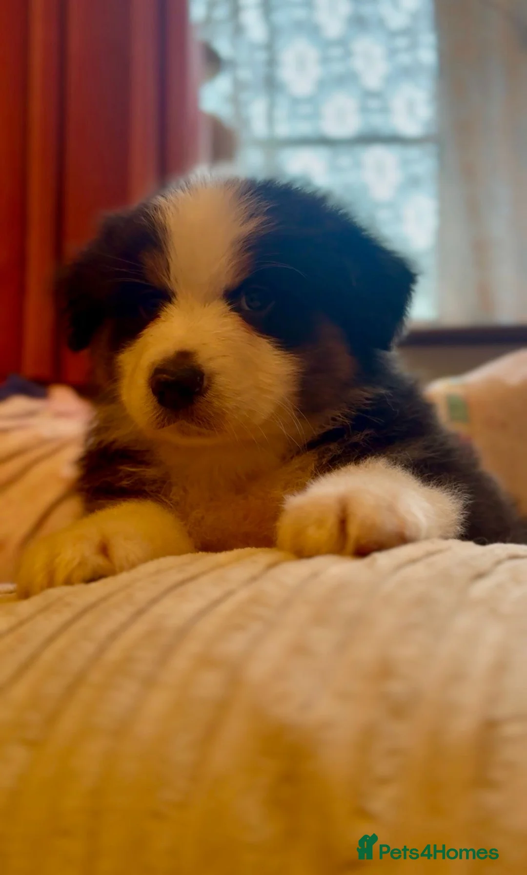 Australian Shepherd dogs for sale: Australian Shepherds  - Advert 3