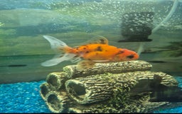 Fancy Goldfish fish for sale: x5 beautiful goldfish  - Image 4