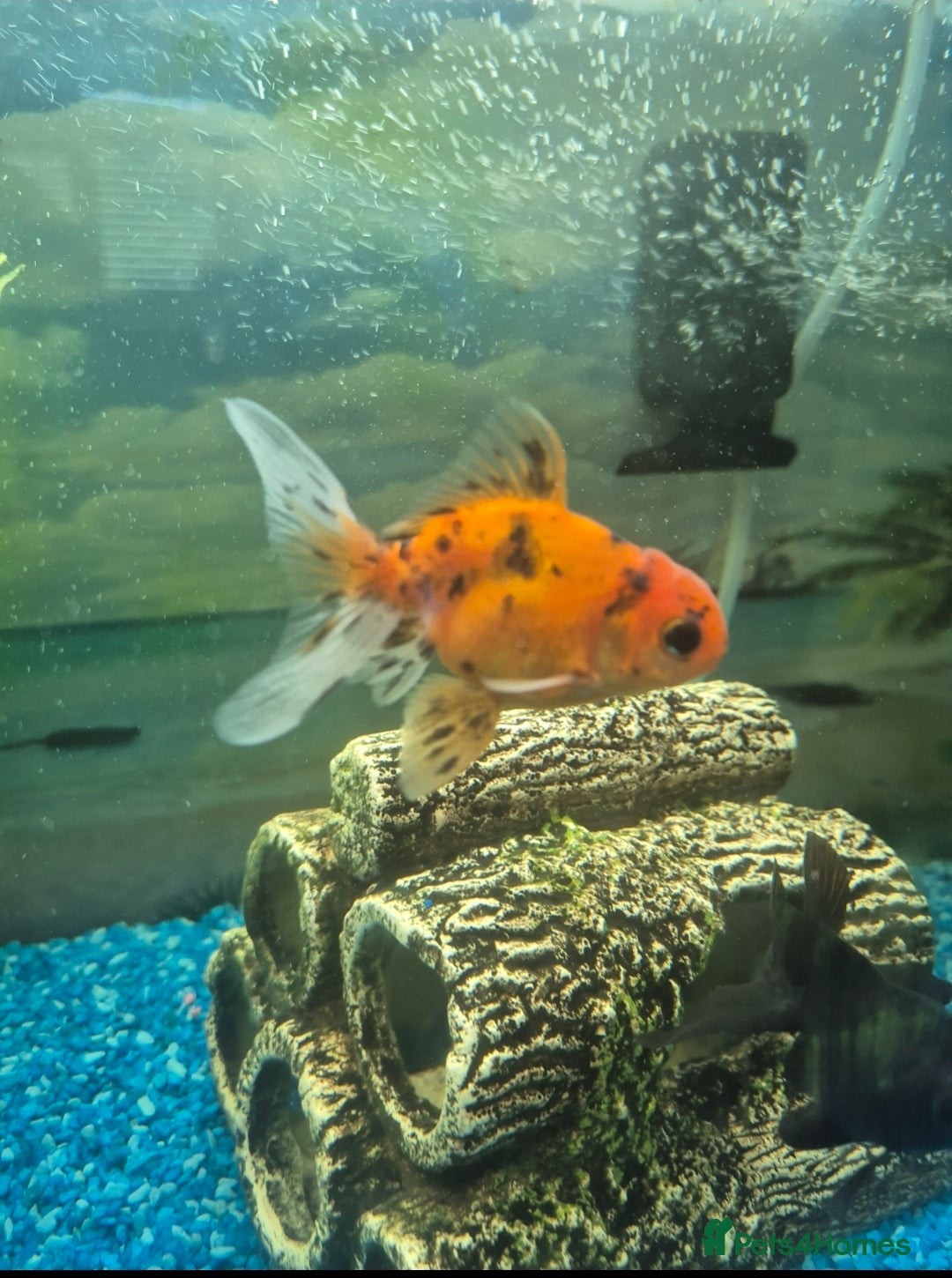 Fancy Goldfish fish for sale: x5 beautiful goldfish  - Image 4