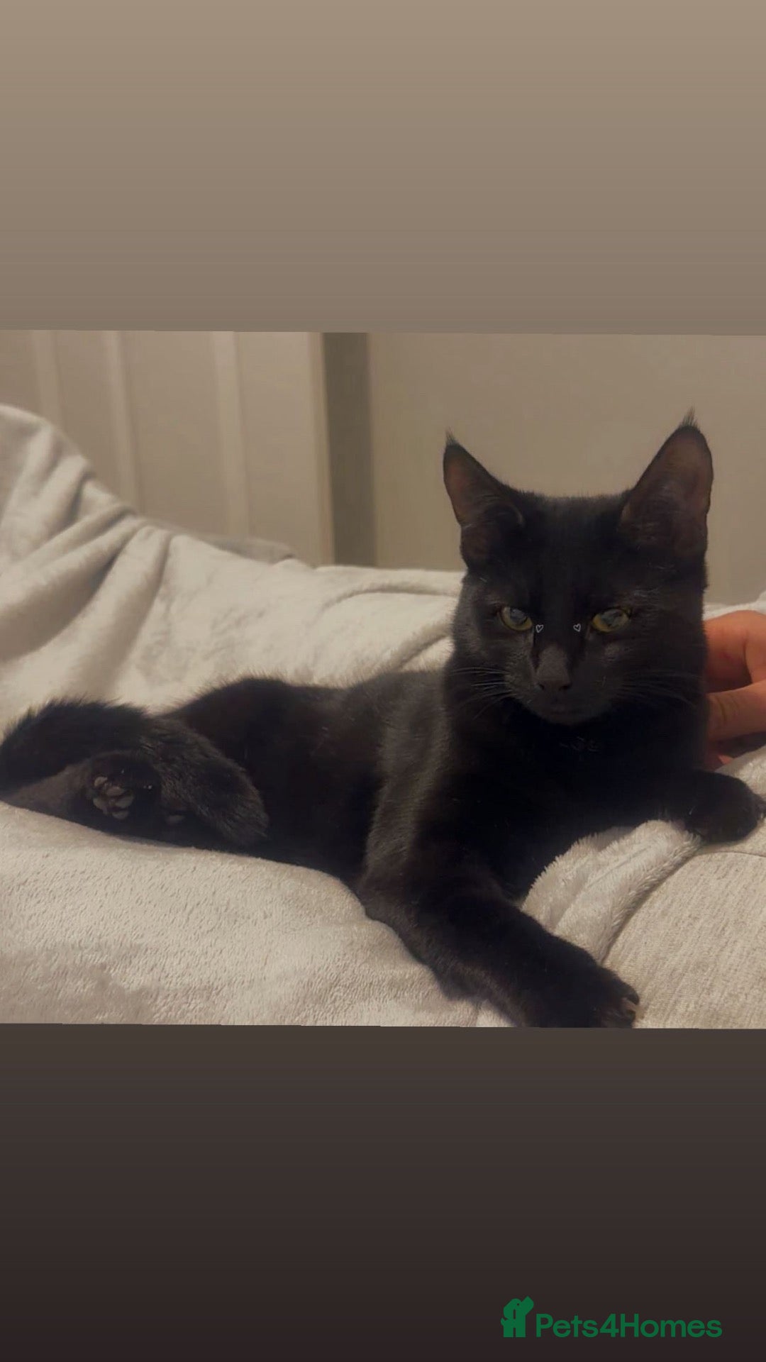 Mixed Breed cats 2 Mixbreed Boy Kittens Left - Advert 1