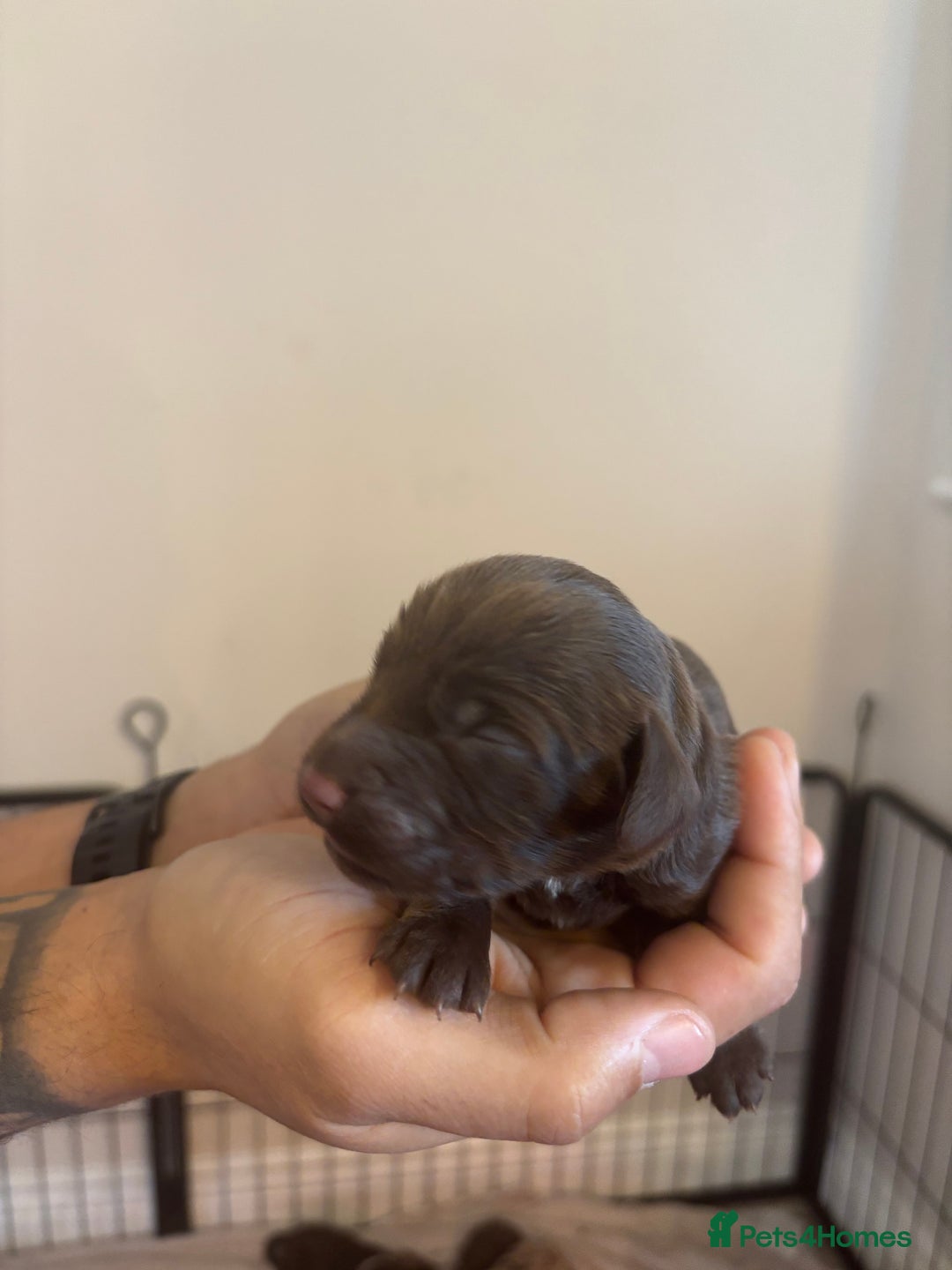 Cockapoo dogs for sale: Cockapoo puppies - Image 30