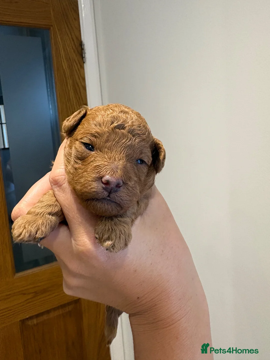 Cavapoo dogs for sale: 3 toy Cavapoos  - Advert 12